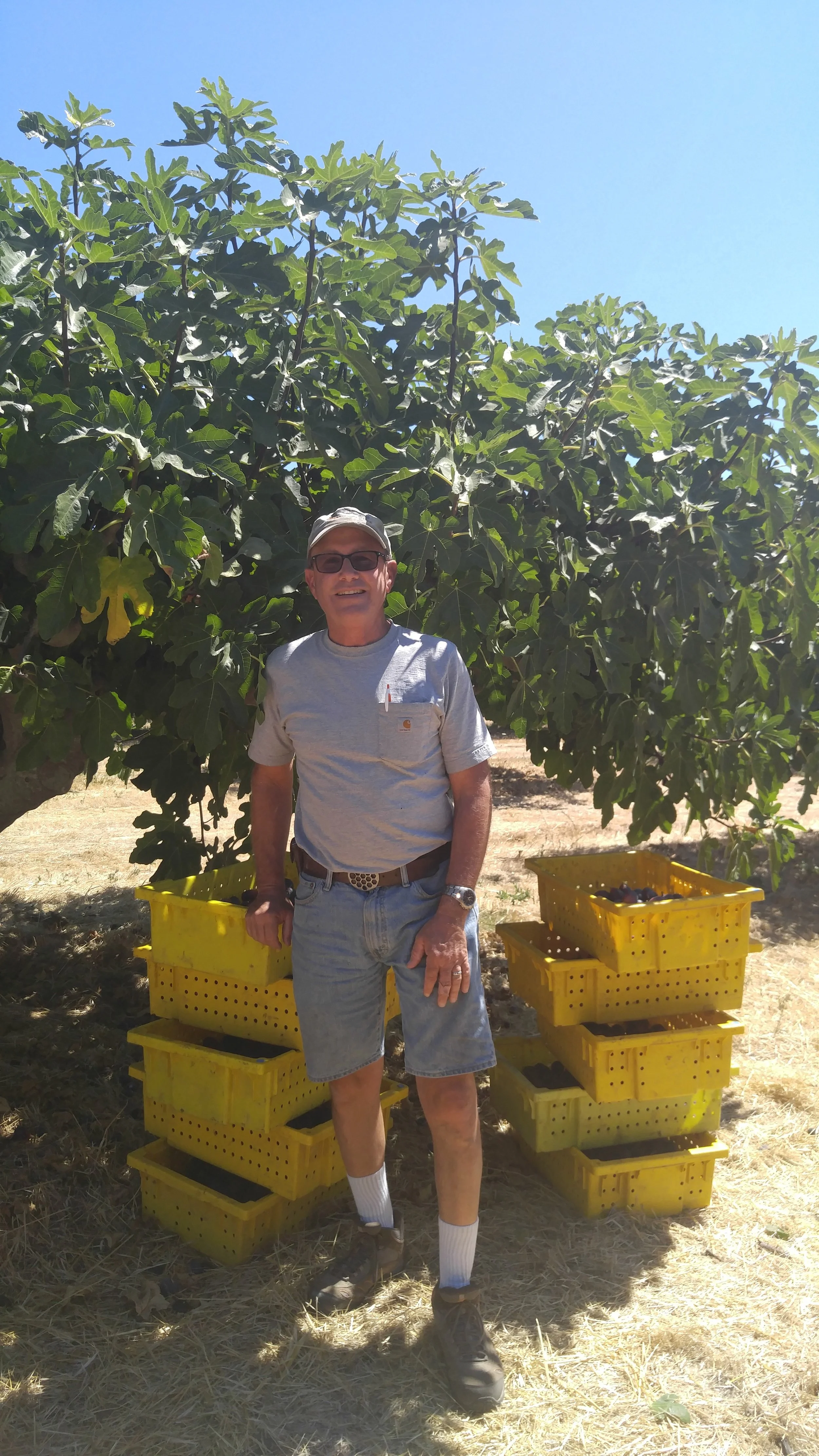 FARM TOUR 2022: MAYWOOD FIG FARM — Earl's Organic Produce